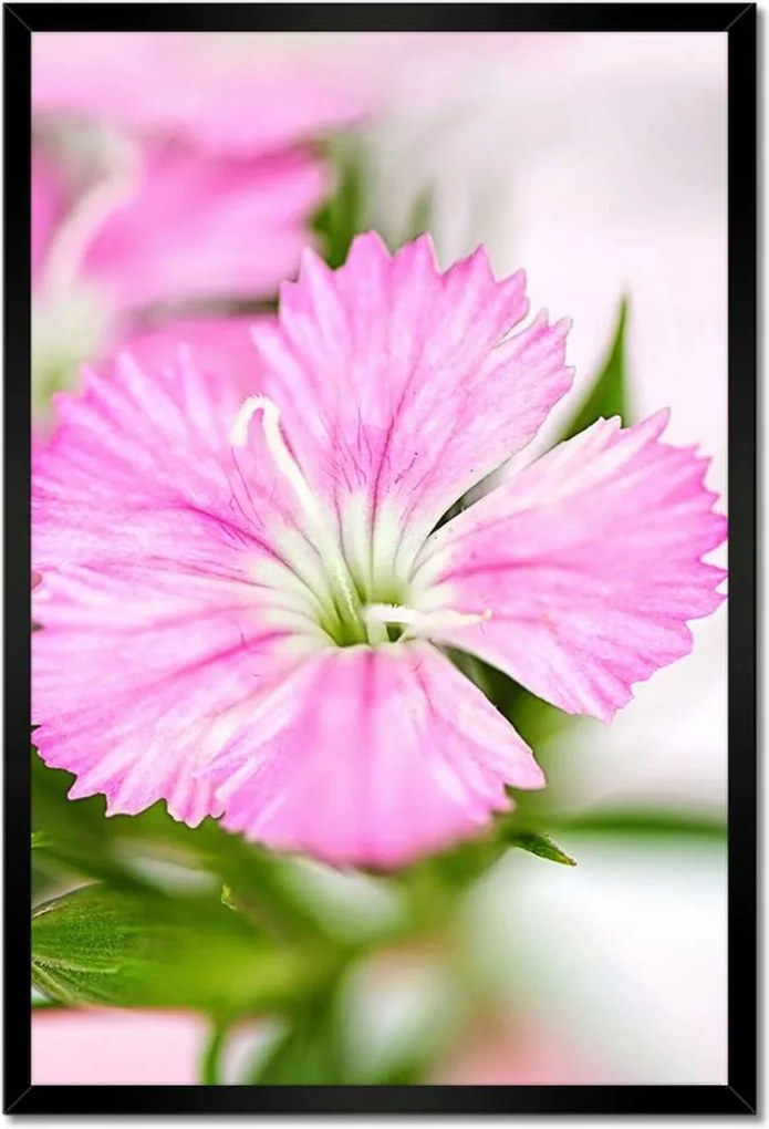 Poszterek keretben 40x60 Virágok