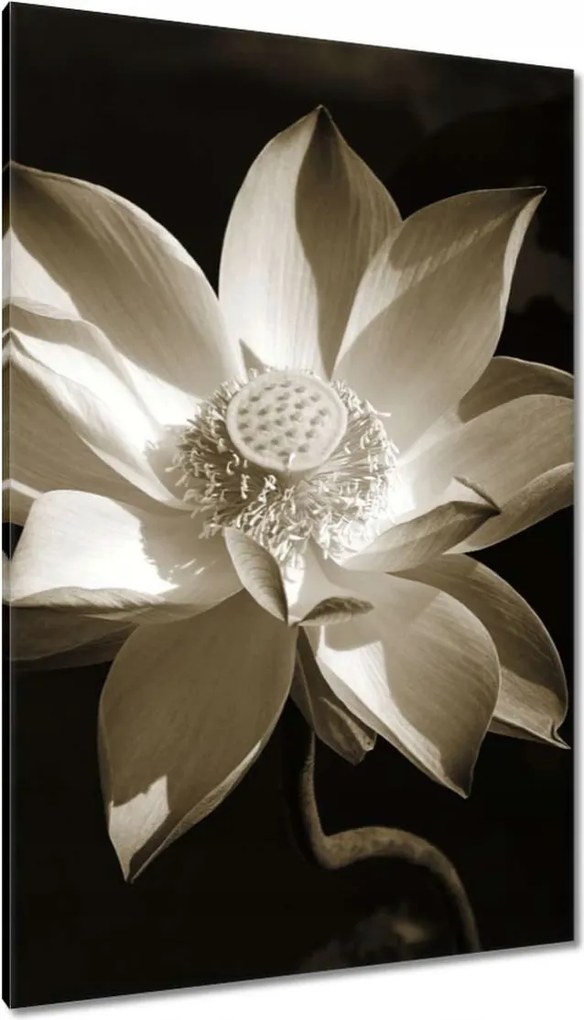 Vászonkép 80x120 Lótusz Lótuszvirág