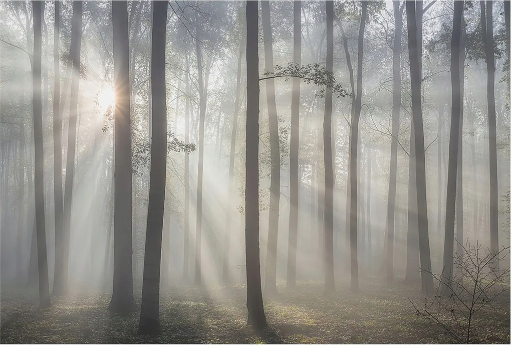 Fotótapéta Dekoratív Fali Tapéta Fotók Éteri erdő 104x70