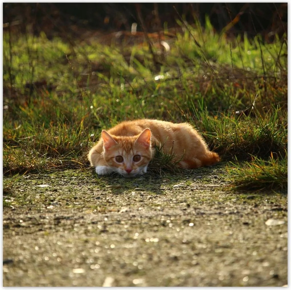 Poszterek 140x140 Cica Cicák