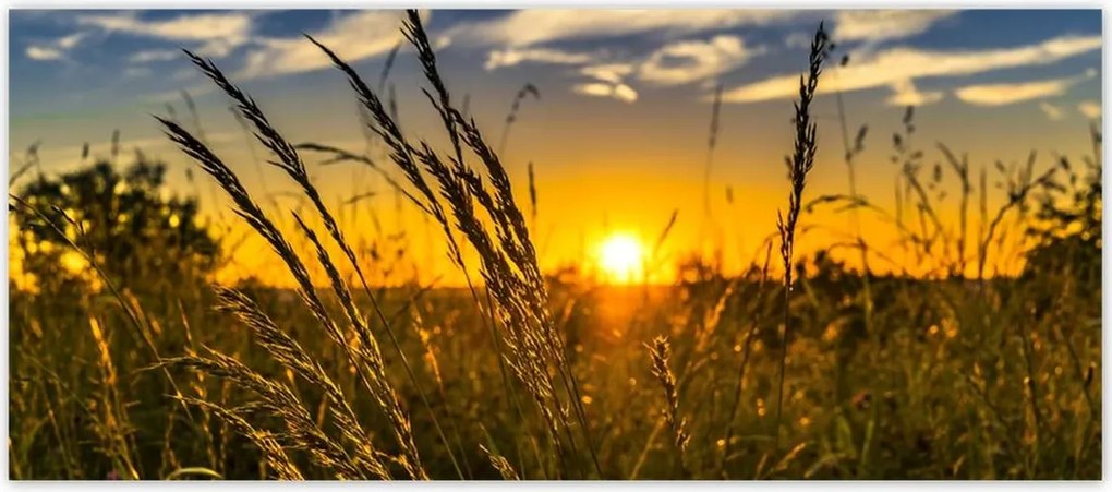 Fotótapéták 211x91 Naplemente a füvek között