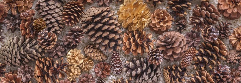 Poszter 95x33cm Fenyőtoboz, Assaf Frank