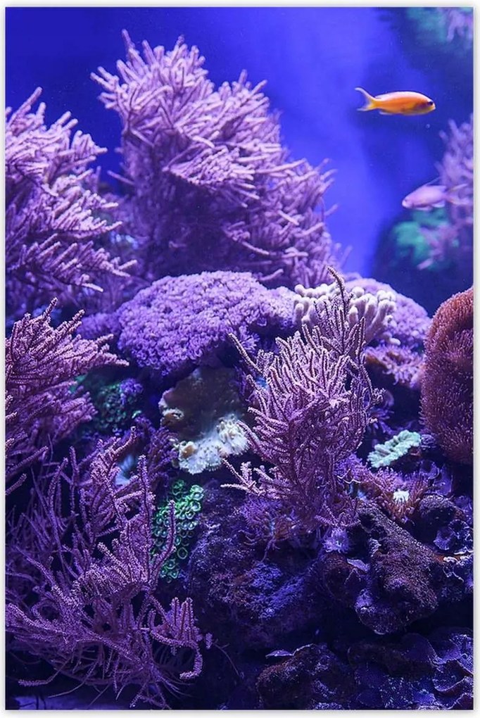 Poszterek 80x120 Víz alatti tengeri világ