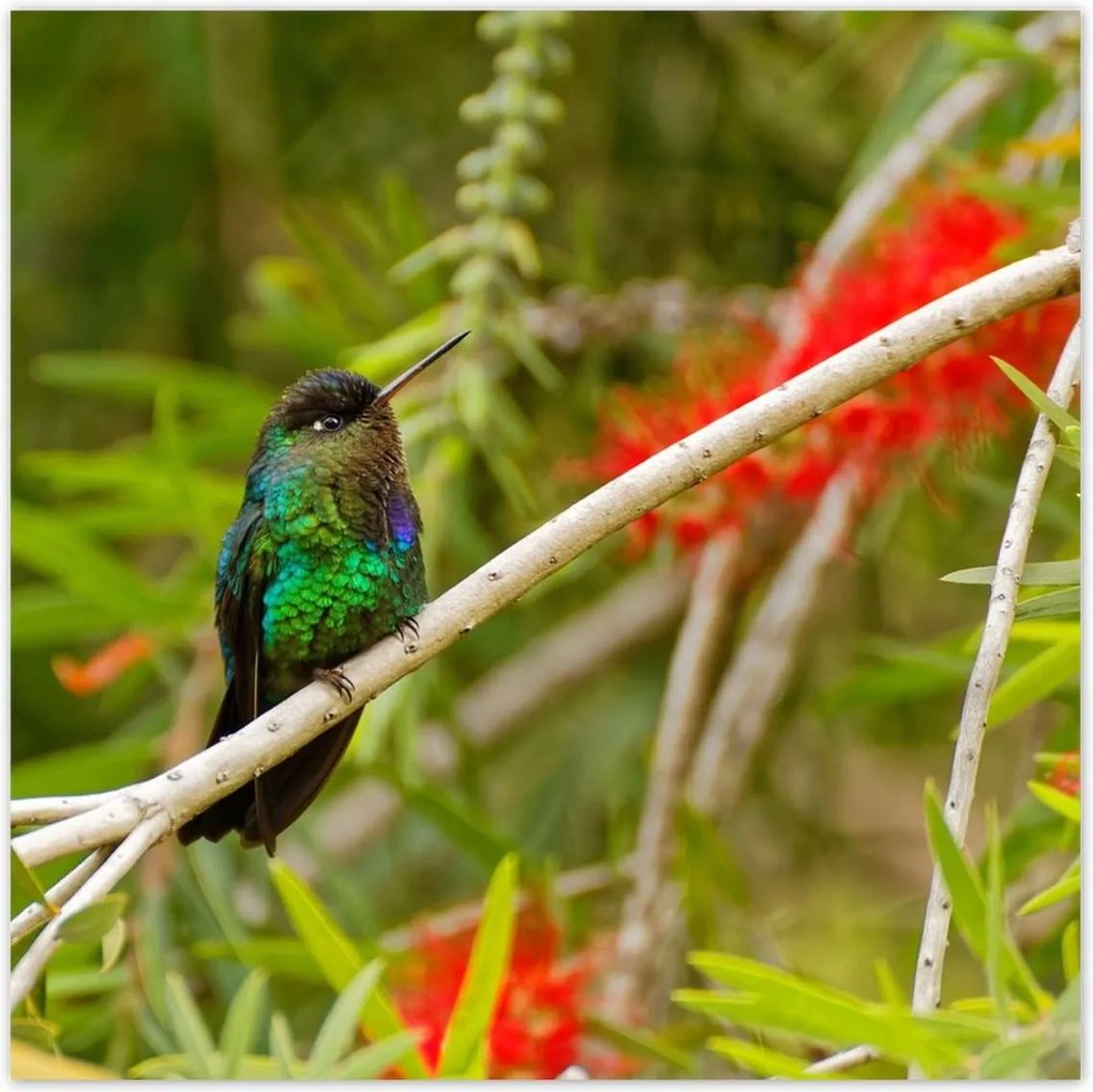 Poszterek 100x100 Madarak