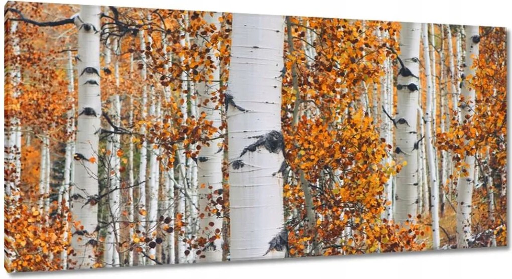 Vászonkép 115x55 Őszi táj Nyírfa