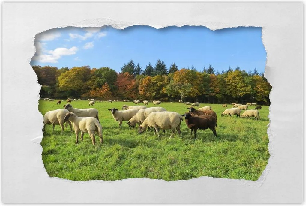 Poszterek 90x60 Juh legeltetés Bárányok Juhok