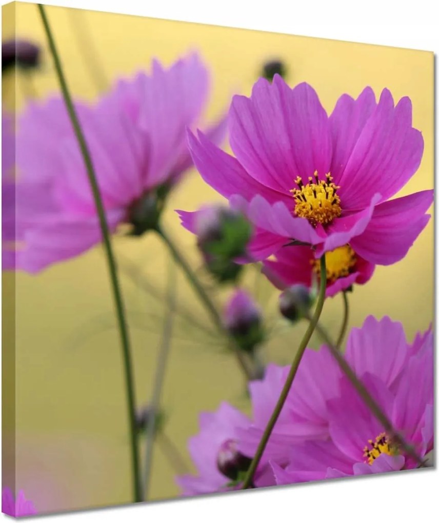 Vászonkép 30x30 Virágok a réten