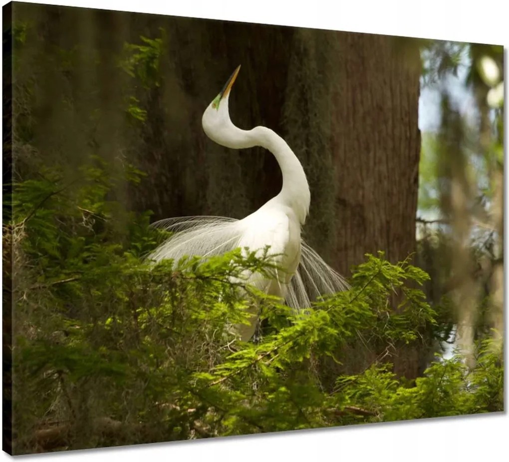 Vászonkép 50x40 Kalapos madár Tájkép Kilátás