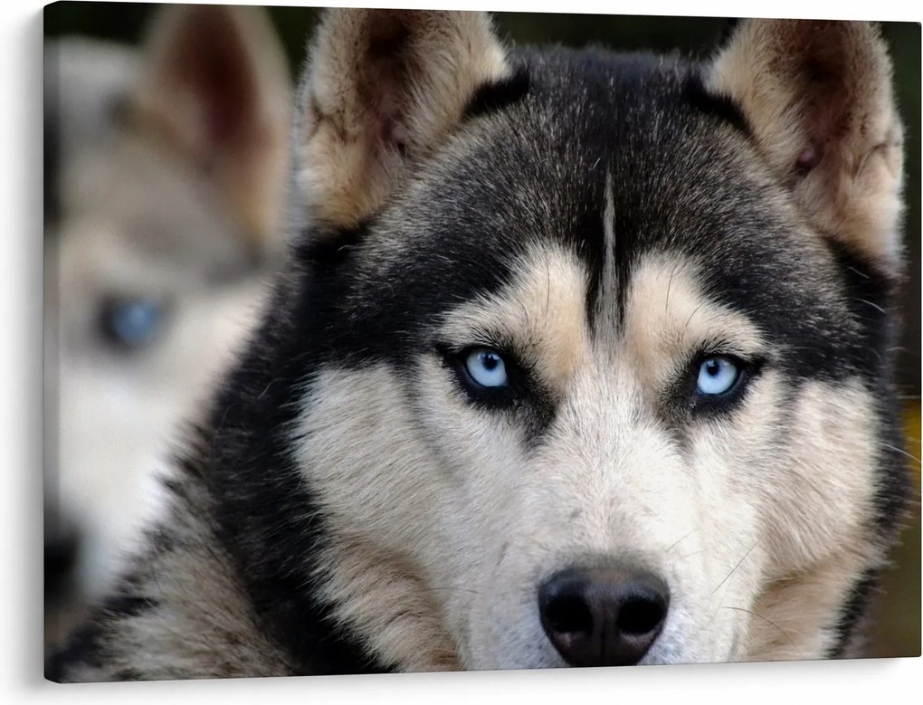 Husky kutya kép (70x50 cm)