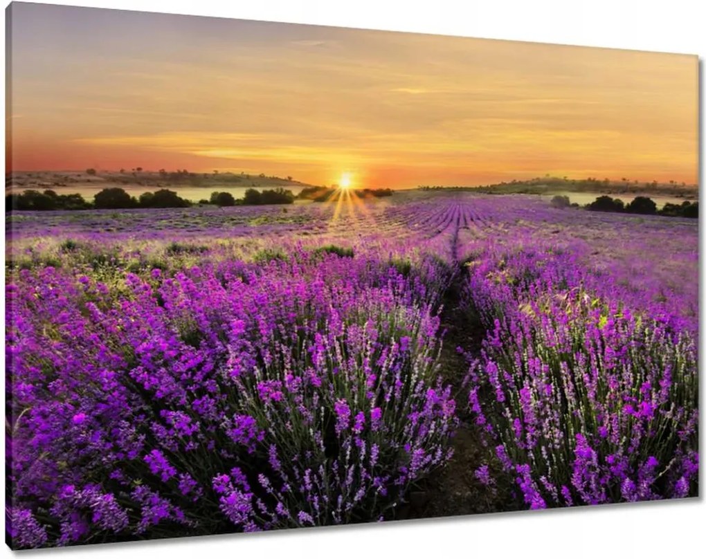 Vászonkép 100x70 Levendula naplemente