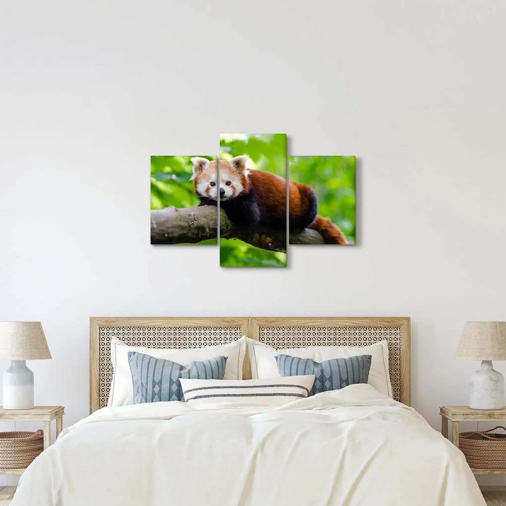 A vörös panda képe (90x60 cm)