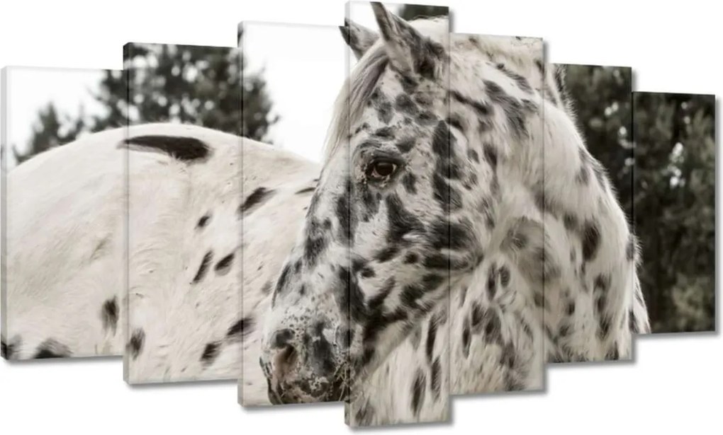 Vászonkép 140x80 Almás ló