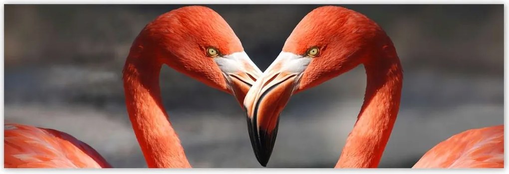 Poszterek 200x66 Szerelmes pelikánok