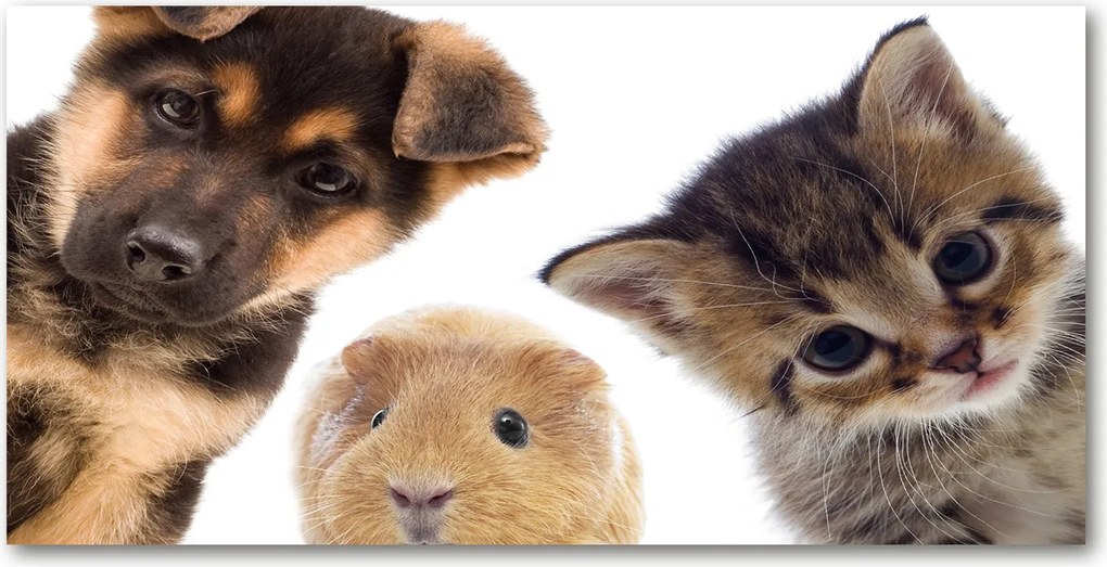 Fotó-üvegkép Háziállatok 140x70