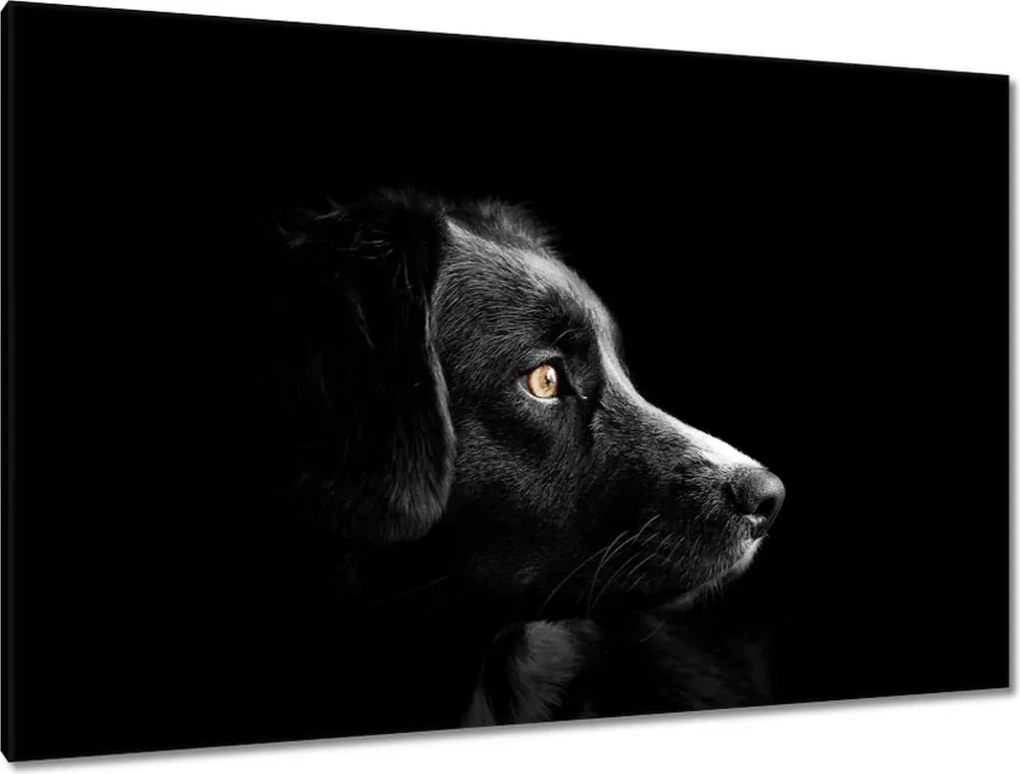 Festmények 120x80 Négylábú barát