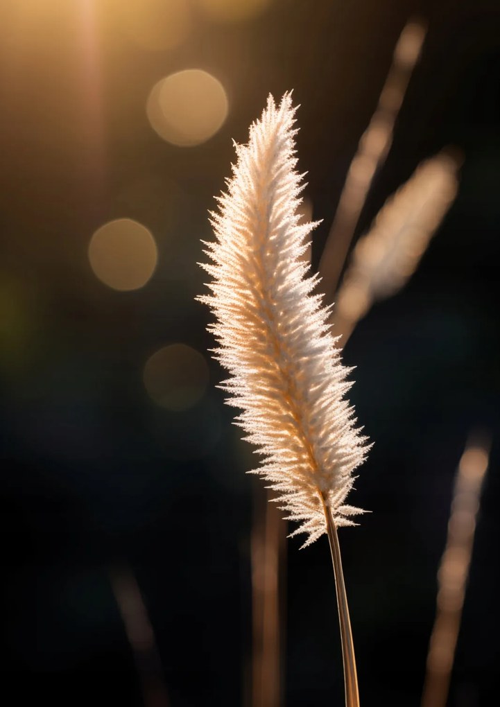 Poszter 59,4x84,1cm Arany fény