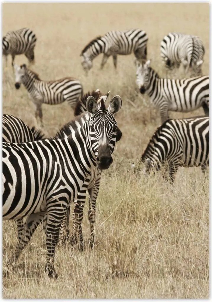 Poszterek 70x100 Zebrák a szavannán