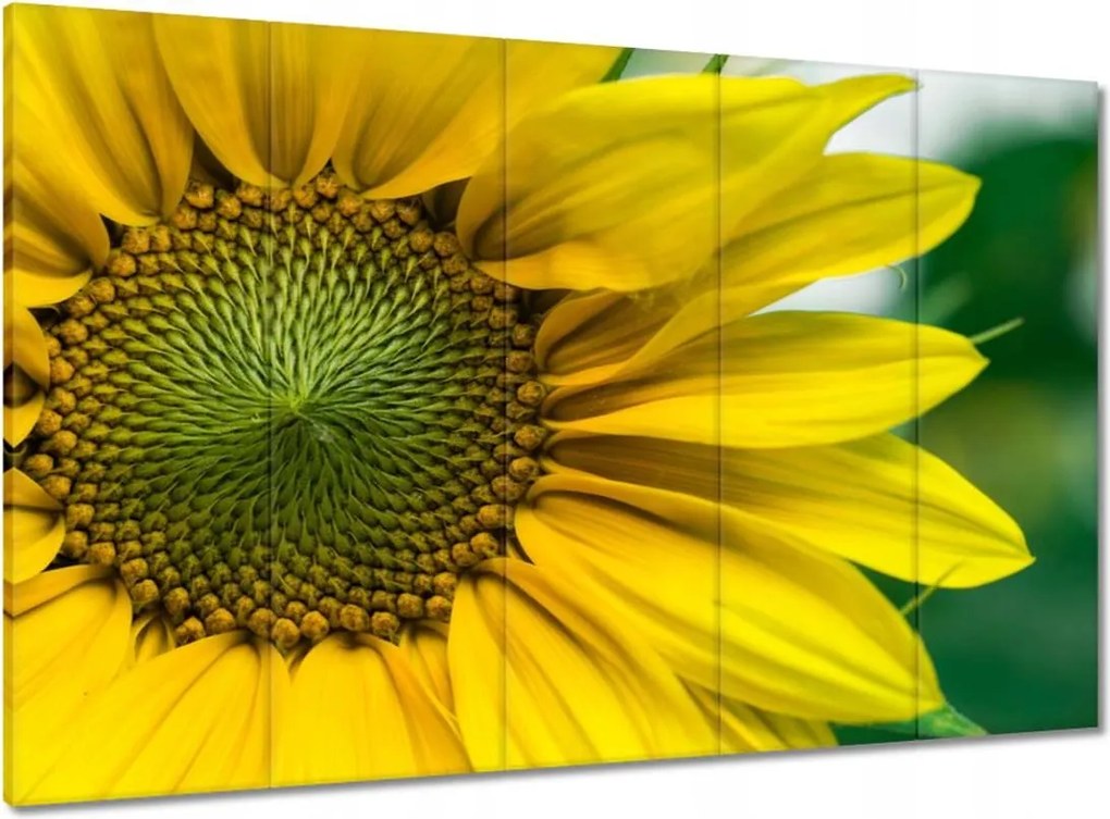 Vászonkép 100x70 Napraforgó Virág