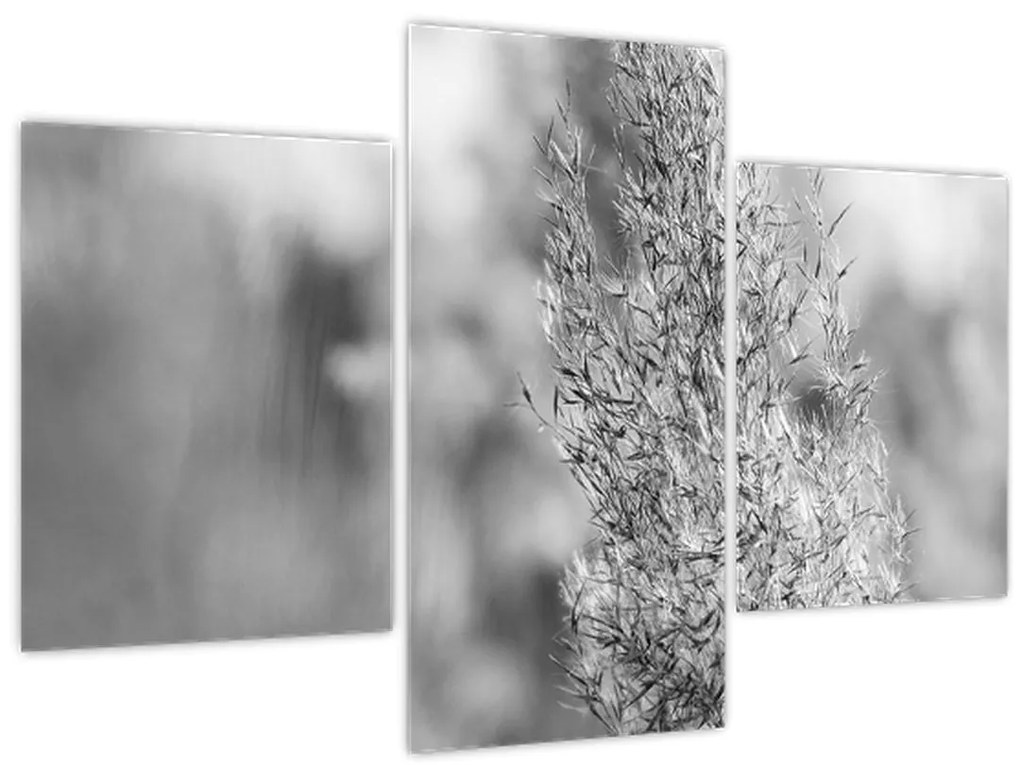 Kép - Boho pampafű (90x60 cm)