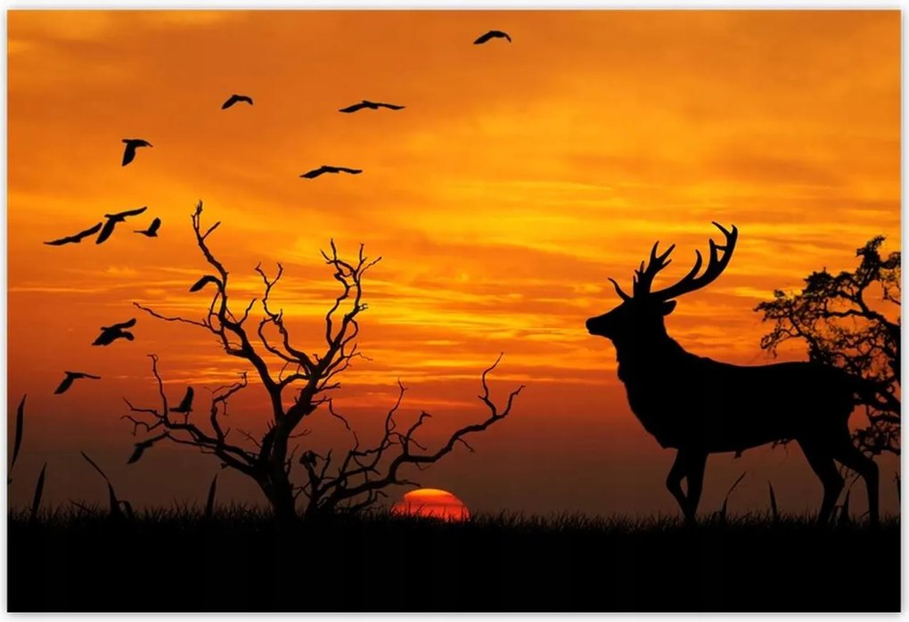 Poszterek 200x135 Szarvas és naplemente
