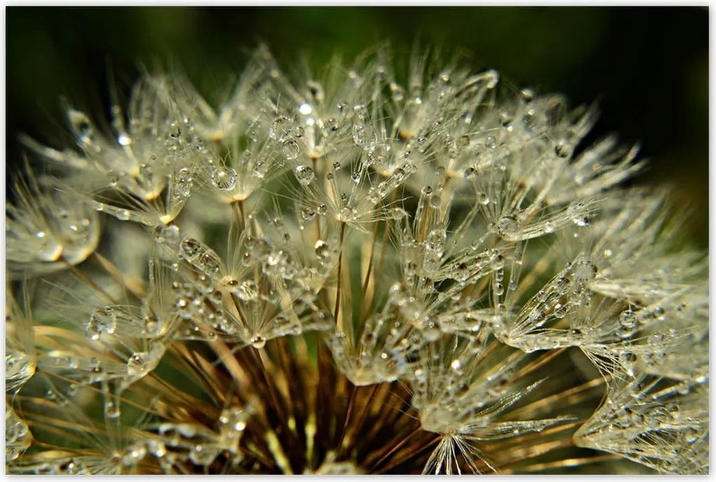 Poszterek 120x80 Pitypang Virág Virágok