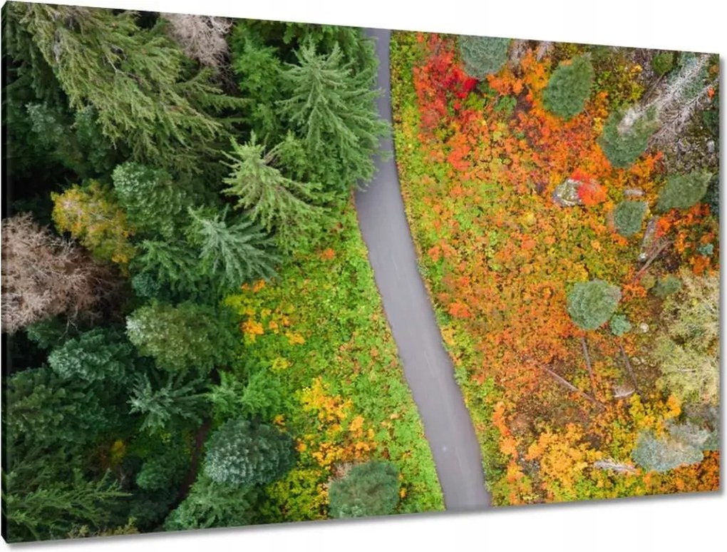 Vászonkép 120x80 Út Erdő Ősz