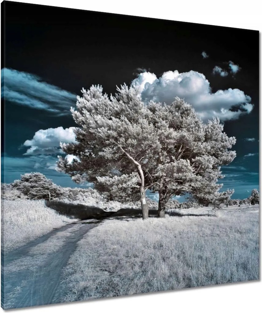 Vászonkép 80x80 Fa