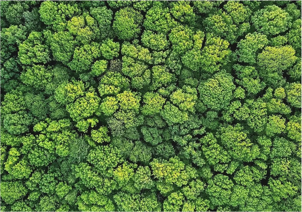 Fotótapéta Flizelin Dekoratív Hálószoba Erdei panoráma 312x219