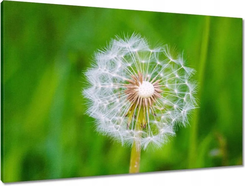 Vászonkép 90x60 Pitypang Virág Virágok