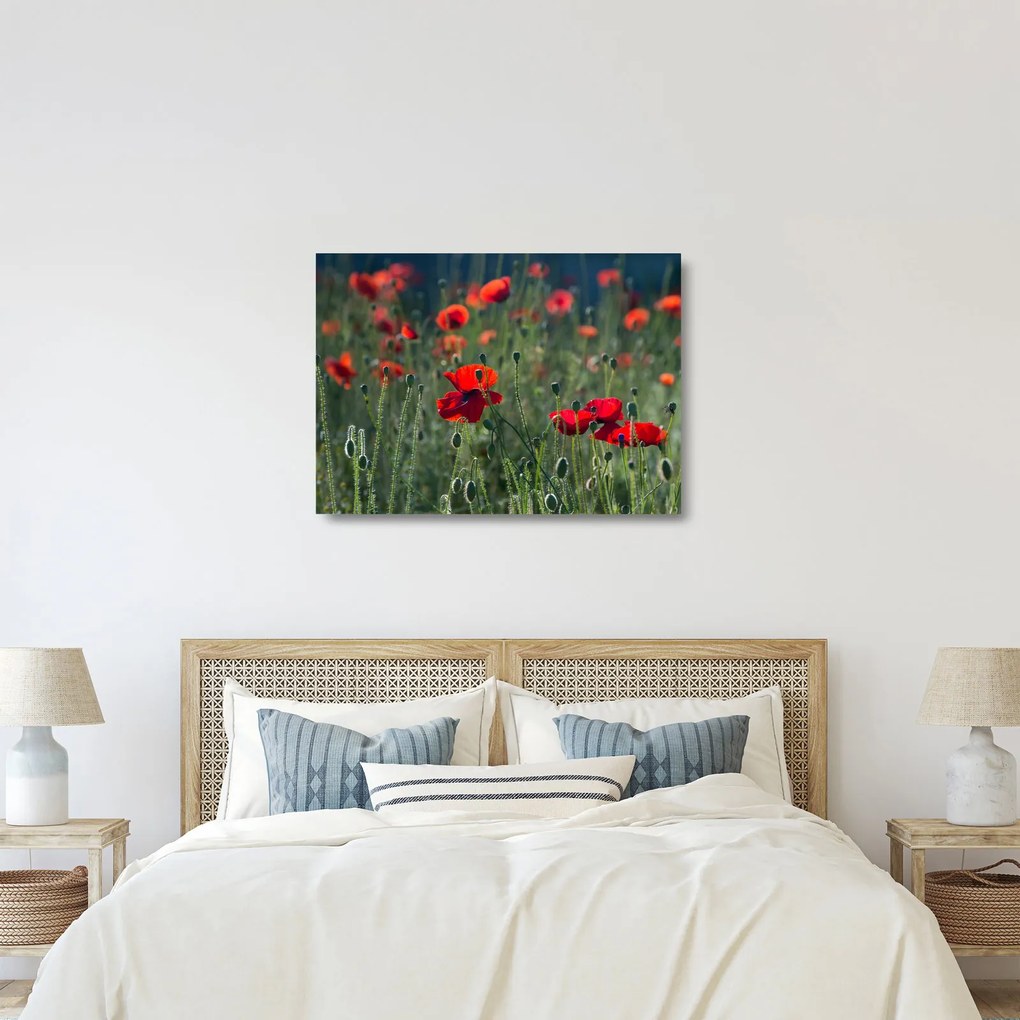 Kép - Rét mák virággal (üvegen) (70x50 cm)