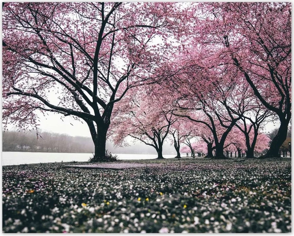 Poszterek 50x40 Fa Fák Kilátás