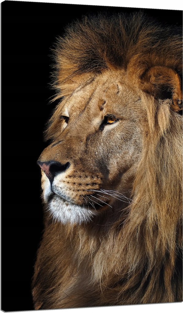 Vászonkép Veszélyes fenséges oroszlán Állat 70x120 cm