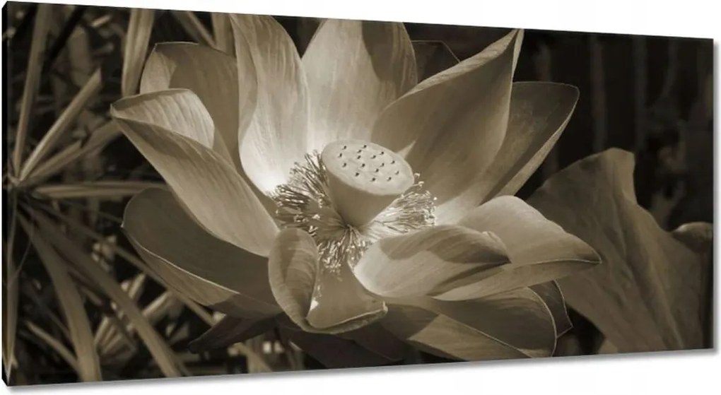 Vászonkép 115x55 Lótusz Lótuszvirág