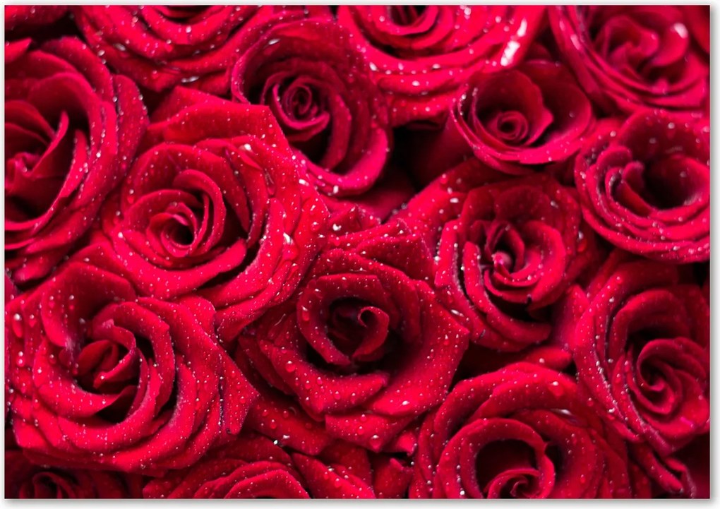 Üveg falpanel Cseppek a rózsákon Ragasztó Ingyenes