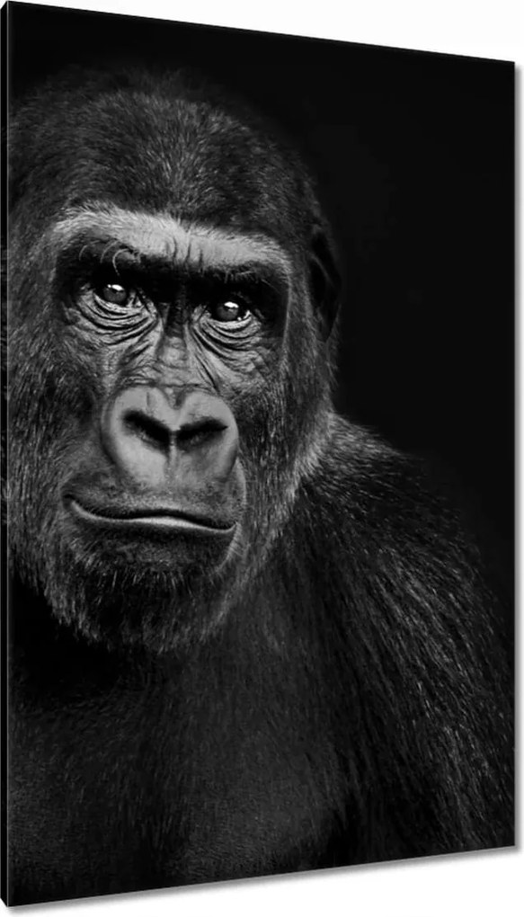 Vászonkép 80x120 Fekete alföldi gorilla