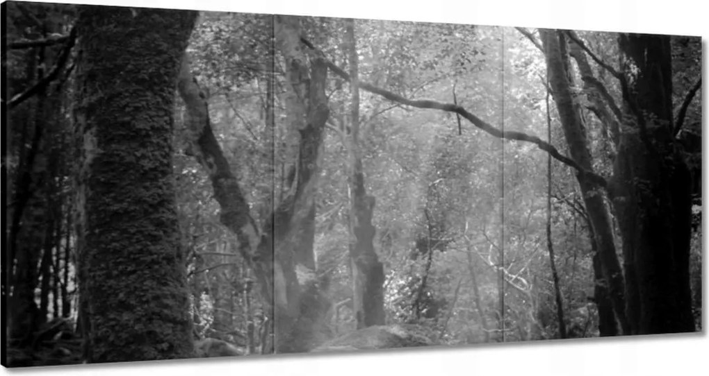 Vászonkép 120x60 Rejtélyes erdő Sugárzás