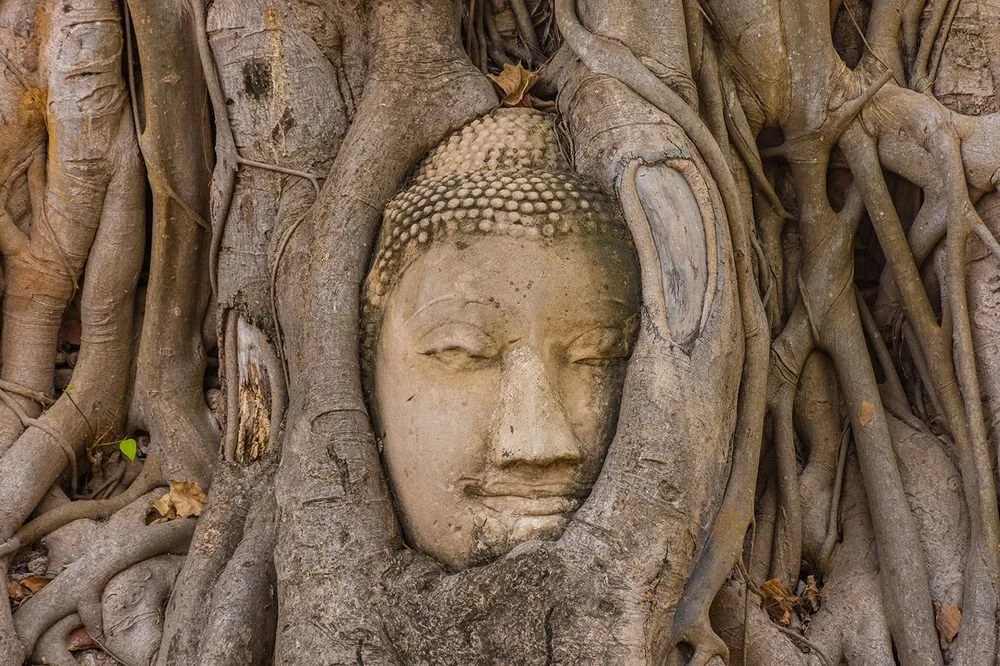 Öntapadó fotótapéta a Buddha szent fügefája