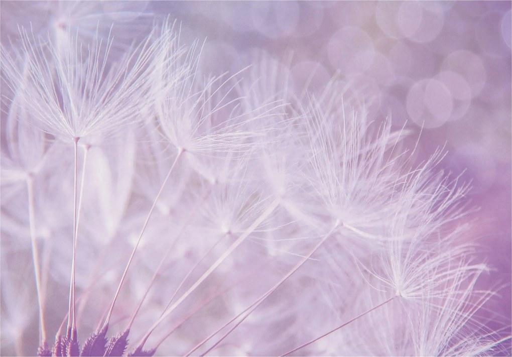 Pitypang fotótapéta természet finomság és nyugalom otthon 200x140 +ragasztó