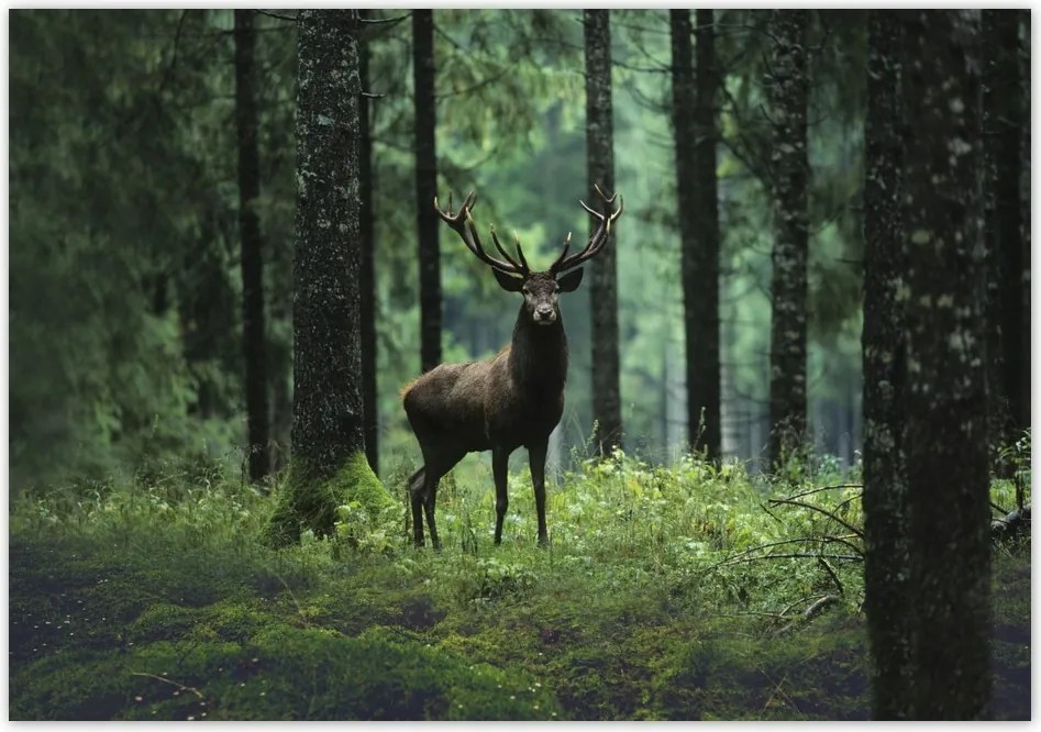 Fotótapéta flizelina 416x290 Szarvas az erdő közepén