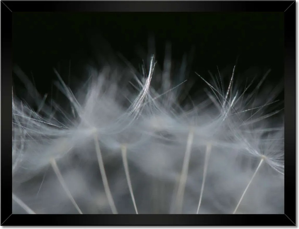 Poszterek keretben 40x30 Pitypang Virág Virágok