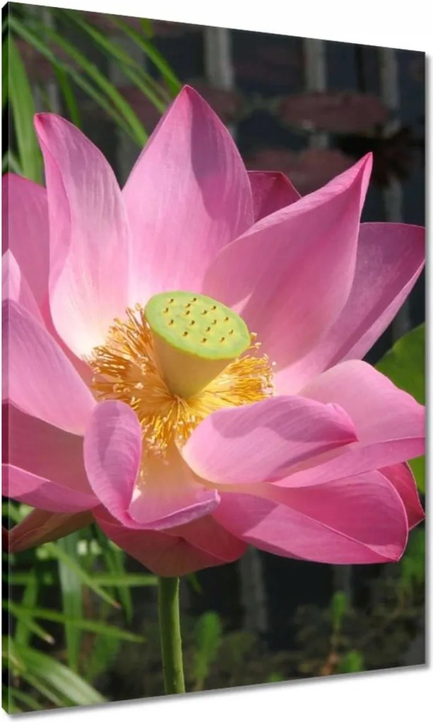 Vászonkép 70x100 Lótusz Lótuszvirág