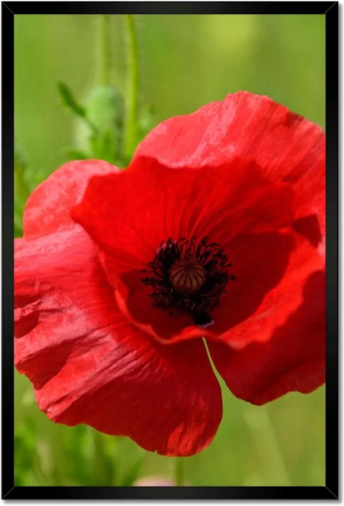 Poszter keretben 40x60 piros mezei pipacs
