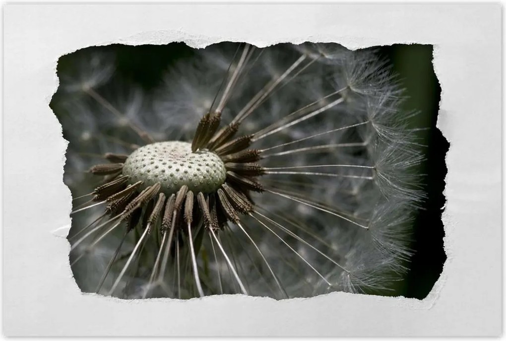 Poszterek 90x60 Pitypang belülről