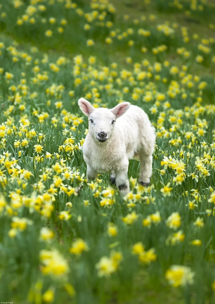 Poszter 29,7x42cm Bárány a nárciszmezőn, Assaf Frank