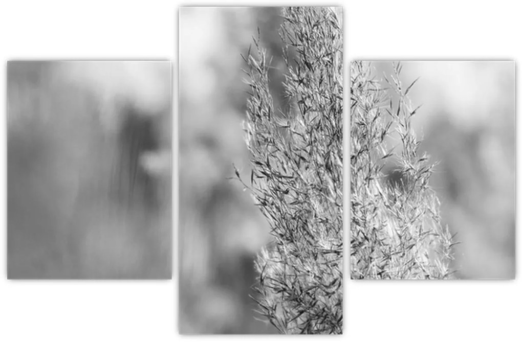 Kép - Boho pampafű (90x60 cm)