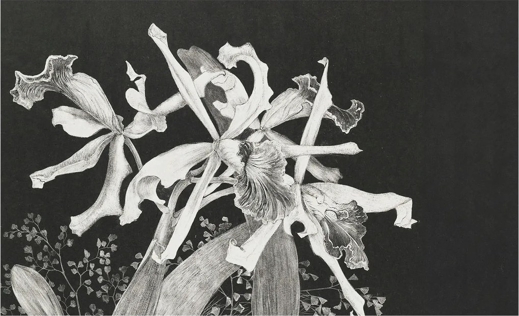 Dekoratív Fotótapéta Falikép Orchidea illusztráció 416x254 Ragasztó