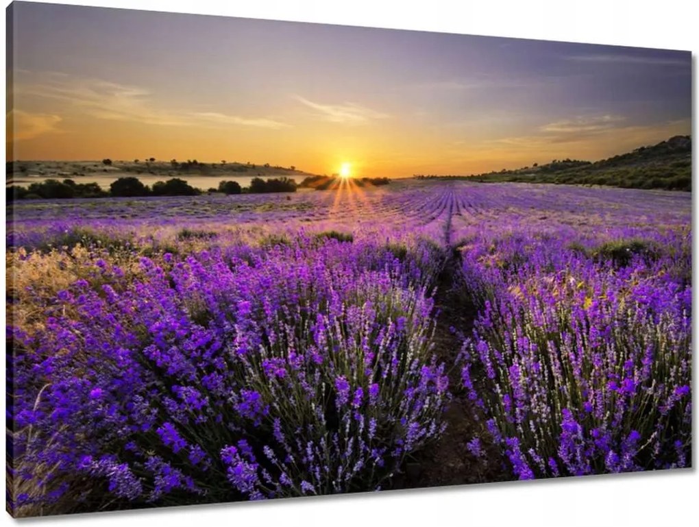 Vászonkép 90x60 Levendula tájkép Nap