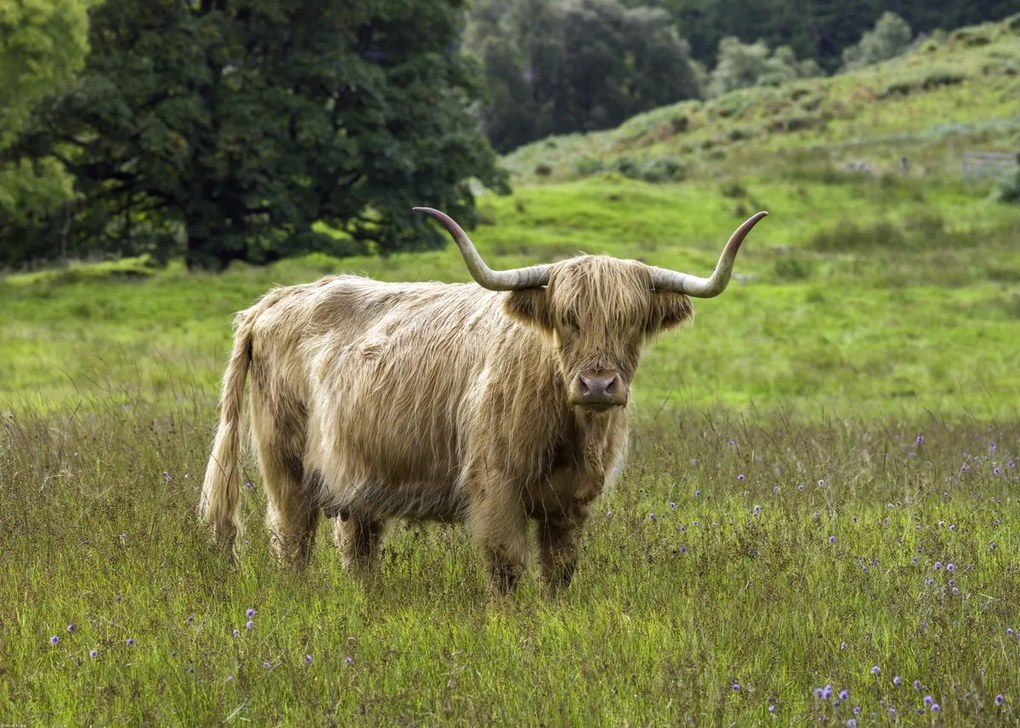 Poszter 70x50cm Hegyi tehén 2, Assaf Frank