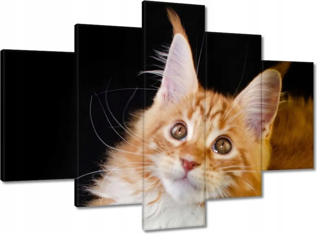 Vászonkép 150x105 Bolyhos vörös cica