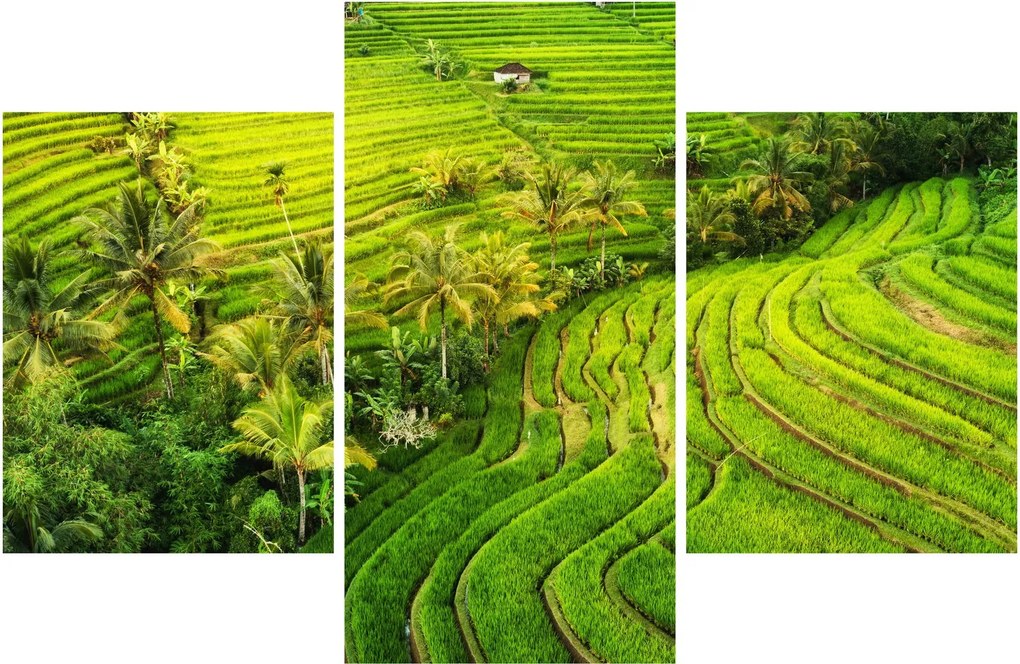 Kép - Rizs teraszok (90x60 cm)